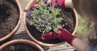 Gardens will never be short of lavender if you do one five