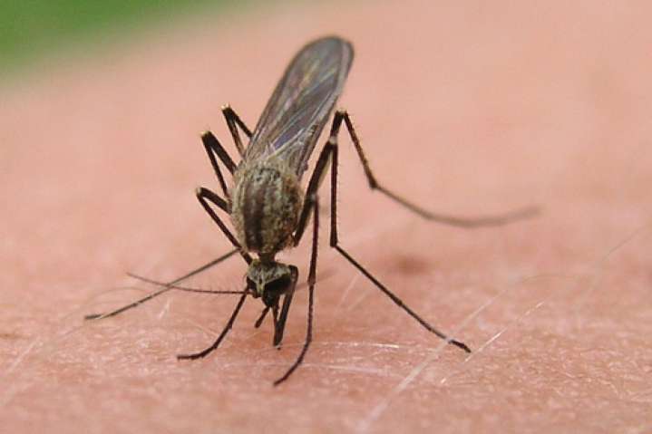North Dakota hits highest number of West Nile cases since 2019