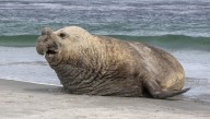 Southern Elephant Seals Are The World's Largest Carnivorans, And They Can Weigh Twice As Much As A Car