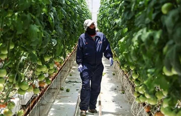 México prohíbe 35 plaguicidas peligrosos para el campo