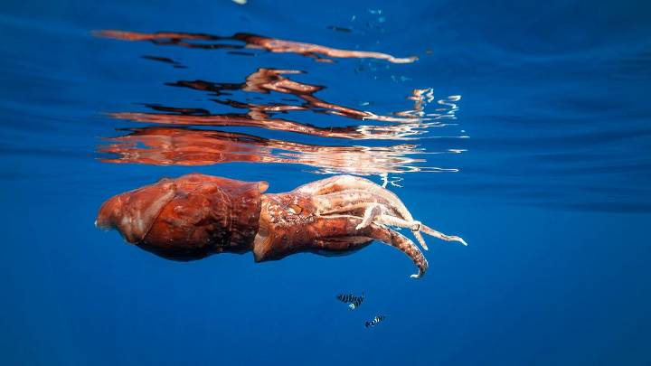 Colossal Squid vs. Giant Squid: There's a Massive Difference