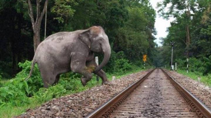 Odisha mulls wild habitat expansion and food security for elephants