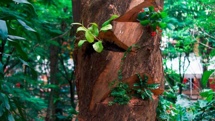 A árbol talado por riesgo en Provenza, Medellín, lo convirtieron en refugio de aves y mariposas