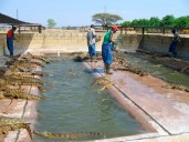 La cría de cocodrilos, una industria que lucha por sobrevivir en Zimbabue