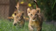 Fort Worth Zoo welcomes lion cubs Imara and Tamu