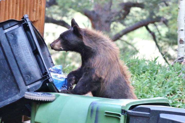 Front Range bear sightings increase as cold weather seasons approach