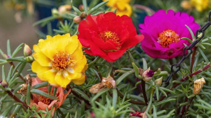 Ni petunias ni jazmines: la planta que florece todo el verano y destaca por su inmensa belleza