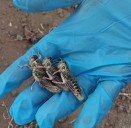 VIDEO | La plaga del «tucura sapo» llegó al sur de Río Negro y Chubut: el pico será en noviembre