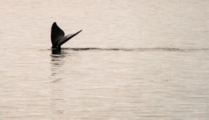 Canada wildlife decline ‘most severe’ in decades: WWF