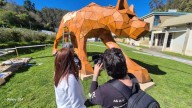 Video: ¿Conoces al enorme puma de madera que promueve la conservación en la UdeC?