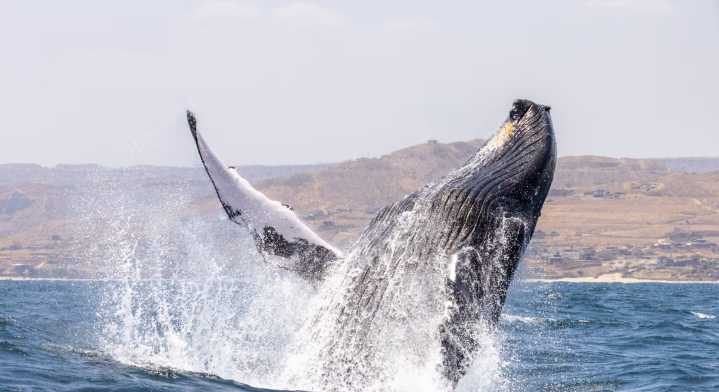 Invitan a conversatorio sobre la Ley de Avistamiento de ballenas