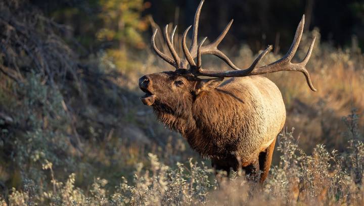 Stay Away From The Erotic Elk, Officials Warn, As Rutting Season Returns To North America
