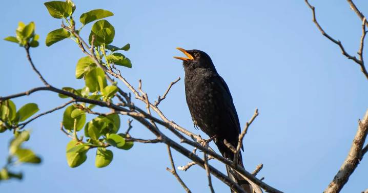 'Take immediate action' if you see blackbirds in your garden