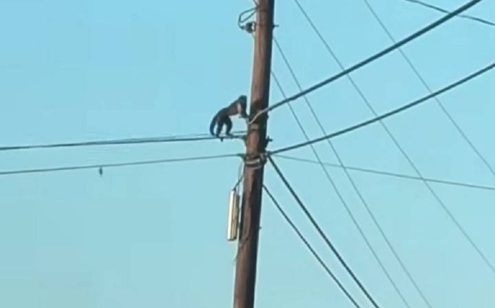 Atropellan a mono que escapó de un zoológico en Iredell
