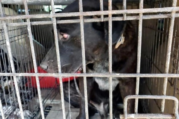 Matan perros a bebé en Matamoros