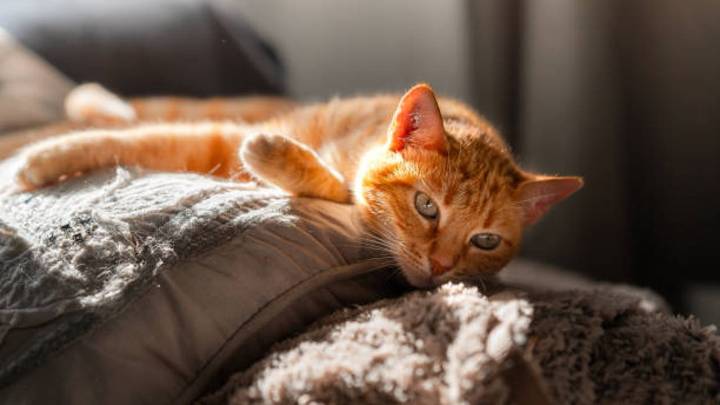 ¿Por qué vomitan bolas de pelo los gatos? Pocos saben el origen de este extraño suceso