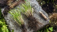 11 Perennial Plants You Should Never Divide In The Fall