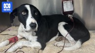 Vets warn dog owners as canine ehrlichiosis spreads across northern Australia