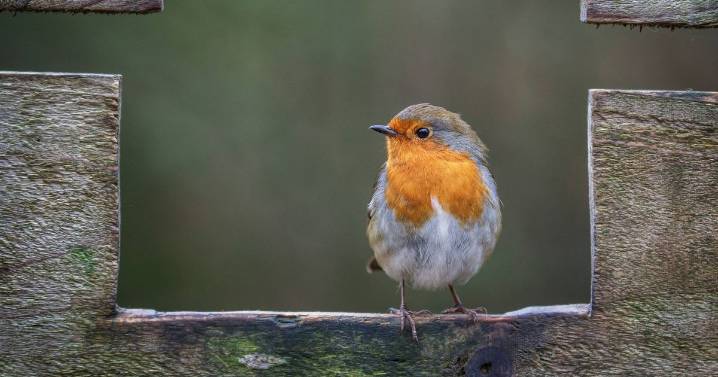 I asked 7 gardeners how to attract robins — you need 1 food and it's not seeds