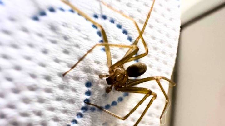 El aceite esencial que evita la presencia de la araña violinista dentro de casa