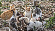 Los dos gatetes gemelos de tres patas que transmiten al mundo un tremendo mensaje sobre el amor y la amistad