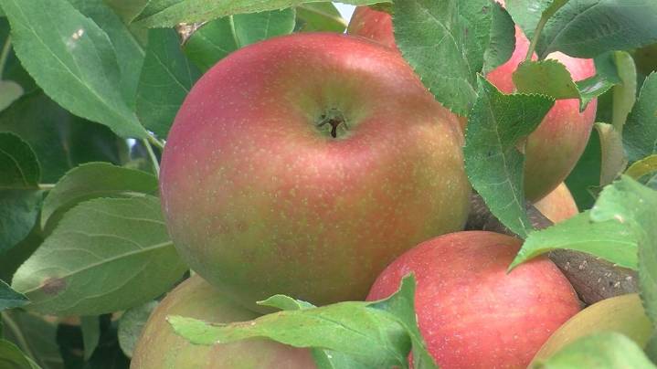 Your apple orchard, pumpkin patch guide to northwest Ohio and southeast Michigan