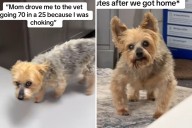 Woman Rushes Choking Dog to Vet—Unprepared for What Later Happens at Home