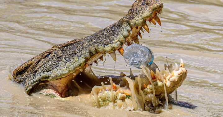 Winners of underwater photography competition revealed