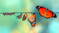 The Butterfly Life Cycle: From Egg to Icon and Every Stage in Between