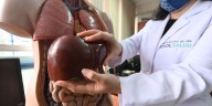 Científicos argentinos descubren que una molécula contra el cáncer da notables resultados contra la hepatitis fulminante