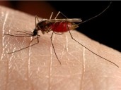 Mosquitos in Dresden trap test positive for West Nile virus