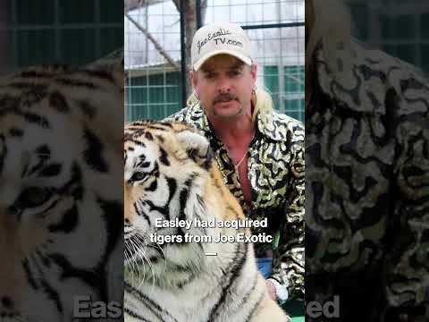 ‘Tiger King’ Associate MAULED to Death — Joe Exotic Speaks Out #shorts