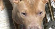 RUDY THE RED NOSED PITBULL