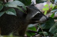 Aumentan brotes de rabia en EEUU; autoridades lanzan alertas