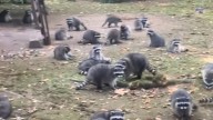 New policy would ban feeding wildlife in Kitsap County