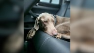 North Carolina Family Overjoyed As Their Dog Can Finally Walk After Being Paralyzed
