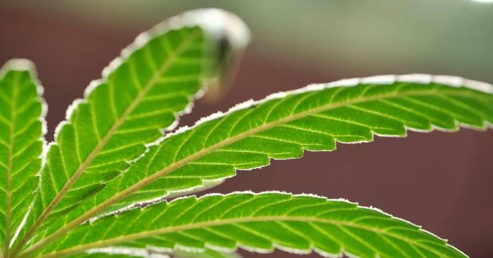 While we're talking about pregnancy and Tylenol, we need to talk about pregnancy and pot