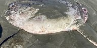 Hallaron una extraña criatura de 2 metros de largo en una playa de California
