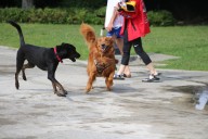 Photos: Renton Pooch Plunge 2025