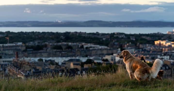Scots city boasting 163 pet-friendly restaurants named UK's top spot for a dog