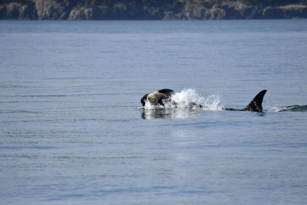 Captan a otra orca cargando el cadáver de su cría en aguas de Washington
