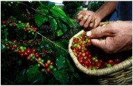 Café Bienestar: ¿qué es el café arábigo del que está hecho y qué beneficios tiene?
