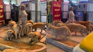 Bengaluru’s ‘dog lover aunty’ walks with 28 golden retrievers; wins netizens’ love: ‘28 dogs, 1 big heart’