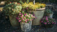 11 Ground Covers That Can Happily Grow And Thrive In Container Gardens And Pots