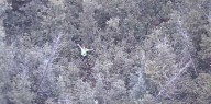 California woman lost in Michigan woods during YouTube challenge found with help from police helicopter camera