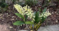 Rocking native orchids from a warmer climate 