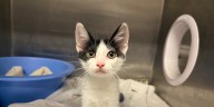 Marion County Pets: Keira, Spaghetti, and Legend
