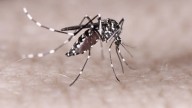 Menor de seis años se convierte en la primera víctima fatal por dengue en Ibagué este 2025