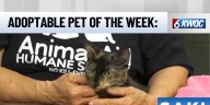 Tuesday’s adoptable pet: Meet Saki