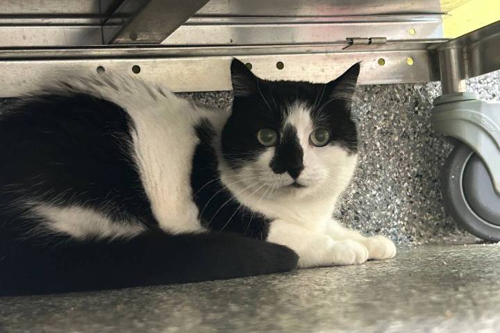 Pet of the Week: Rainy
